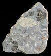 Ammonite (Promicroceras) Fossil Cluster - Somerset, England #63518-1